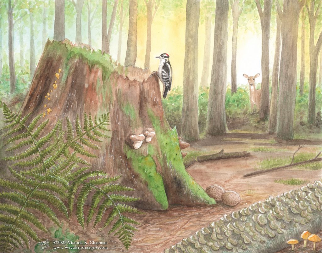 Illustration